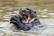 PREMIATA 4°Cella-Roberto-046652-Giant-otter-2022